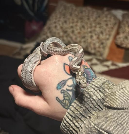 Baby Corn Snake!