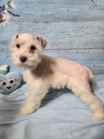 AKC Registered Mini Schnauzer puppies