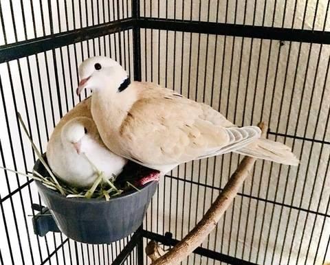 Free male and female Ringneck Doves
