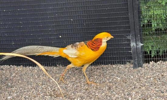YELLOW GOLDEN PHEASANTS