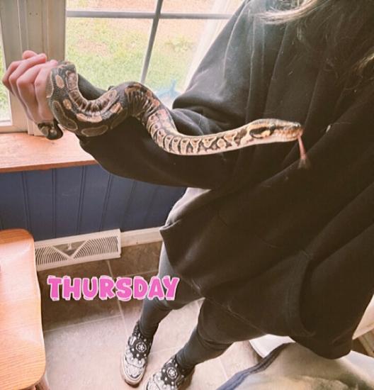 basic ball python