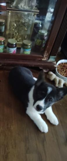 Corgi puppies 