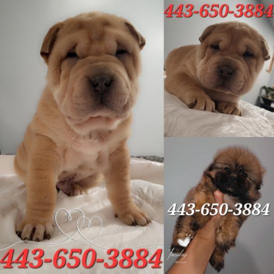 PUPPIES FOR SALE! 