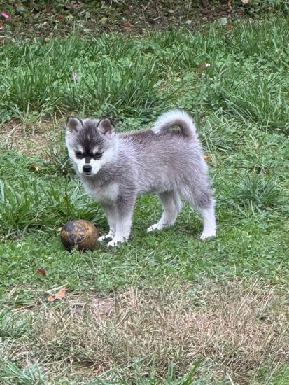 Mini Husky Puppies