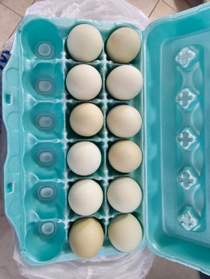 Praire Bluebell Hatching Eggs