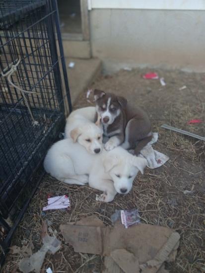 8 mixed husky/lab puppies
