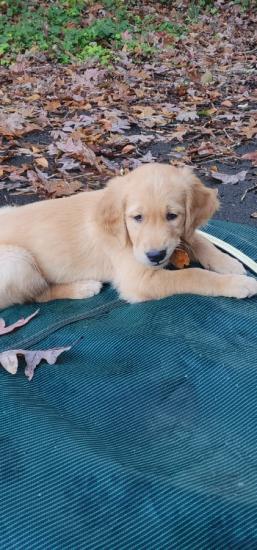 Golden Retreiver Puppy
