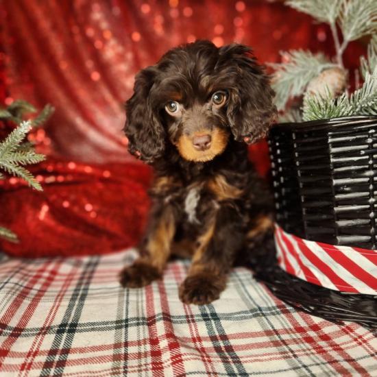 Female Cavapoo 