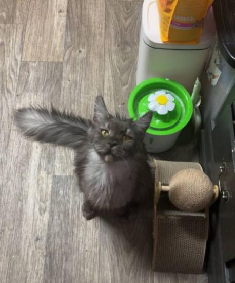 3 year old spayed Maine Coon