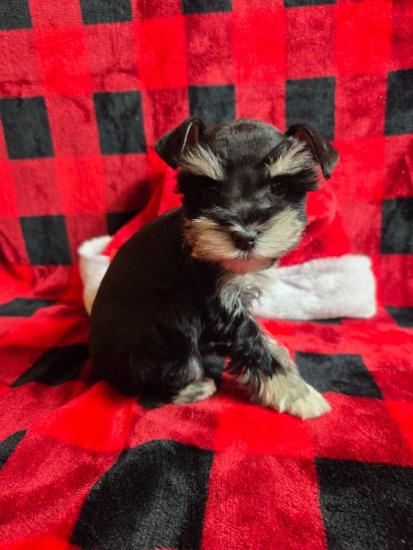 AKC Registered Mini Schnauzer puppies