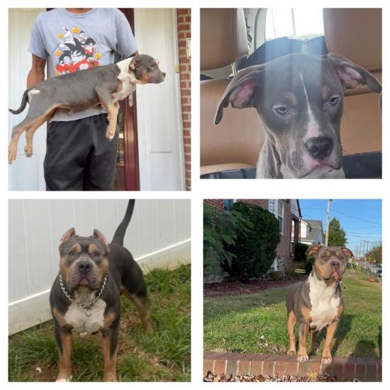 Beautiful 6 month Amercain Bully Female 