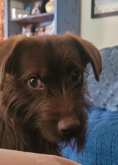 Rehoming Small Terrier Male Brown Playful 