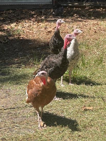 TURKEYS