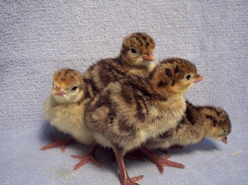 TURKEY POULTS 
