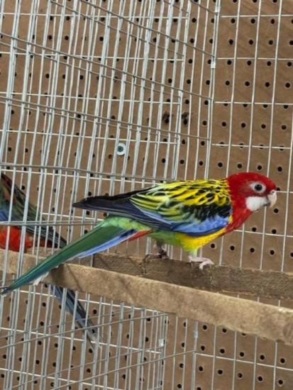 ROSELLAS