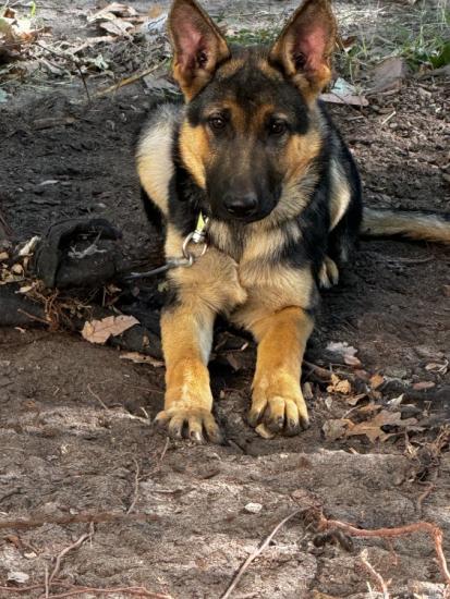 Rehoming German Shepherd Puppy 