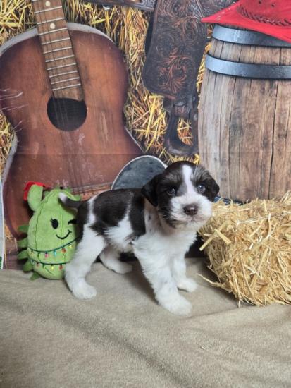 AKC Registered Mini Schnauzer puppies