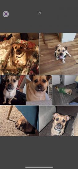 4 1/2 year old jug (jack Russell pug)