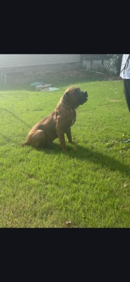 South African Boerboel Female pup