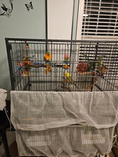 4 Parakeets and Large cage with accessories 