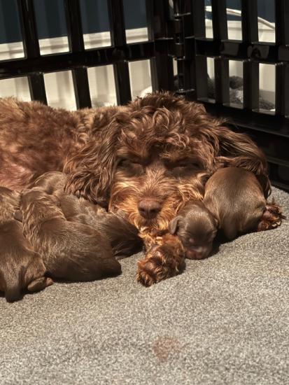 Cavapoo puppies 