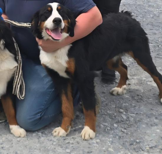 Rehoming 1 year old Female Bernese Mountain Dog