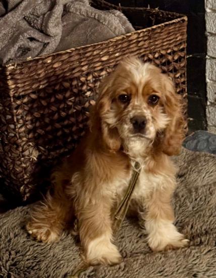 Female cocker spaniel 