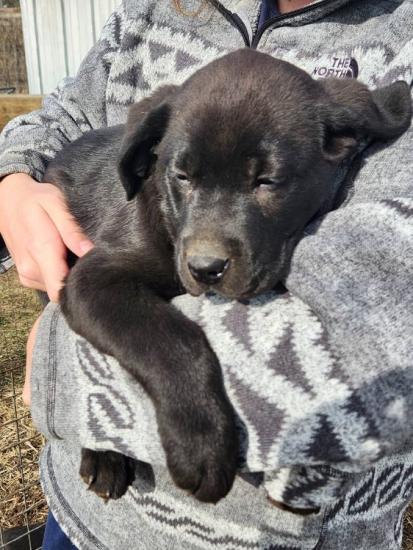 Valentine's Sale AKC registered Lab Puppies