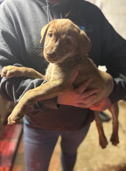 Free 10 week old male Lab mix