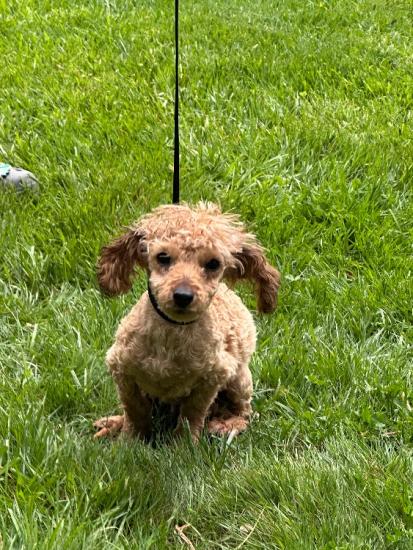 4 month old male F1B Mini Goldendoodle 