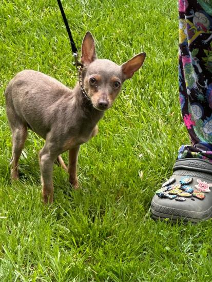 9 month old female Chihuahua