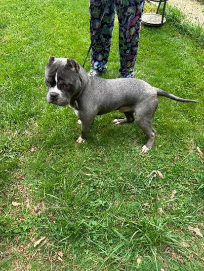 10 month old male Pocket American Bully