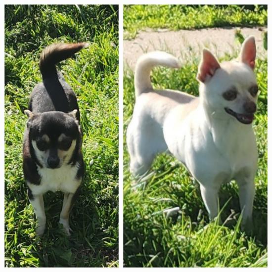 Chihuahuas