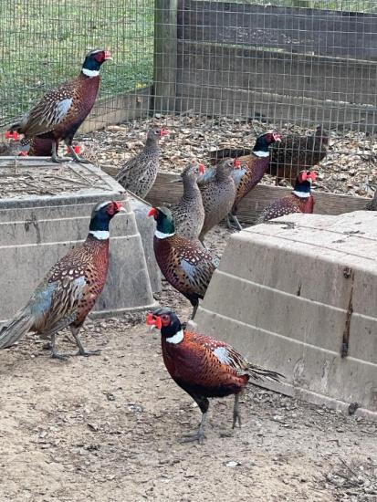 RINGNECK PHEASANTS