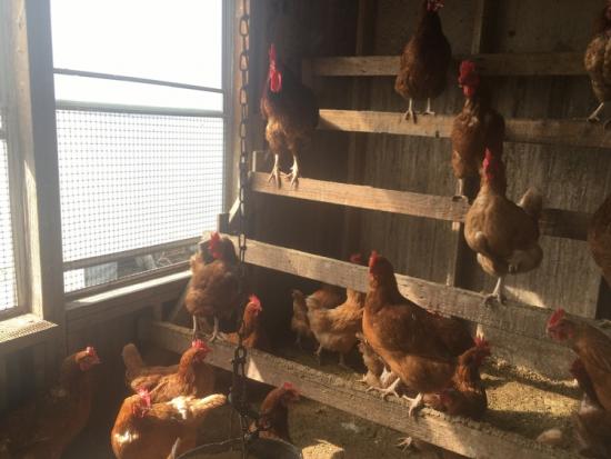 Sexlink Golden Red Hens for Sale