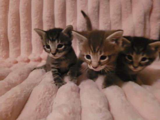 Most Adorable Kittens for Sale - All Colors and Patterns!! 
