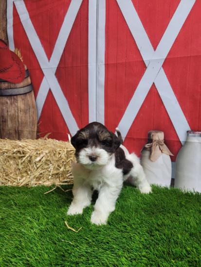 AKC Registered Mini Schnauzer puppies