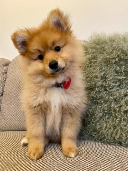 AKC Pomeranian puppy