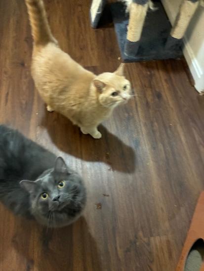 Rehoming cats 