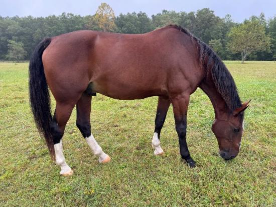 REHOMING HORSE