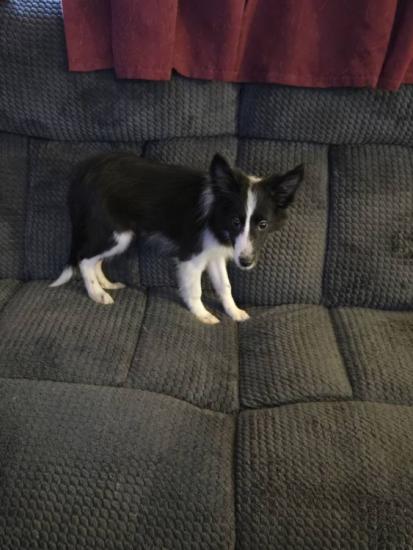 12 week old female sheltie