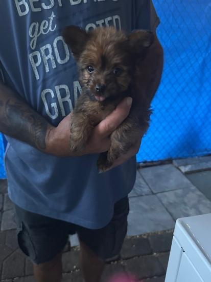 10 week old female Yorkie mix $250.00