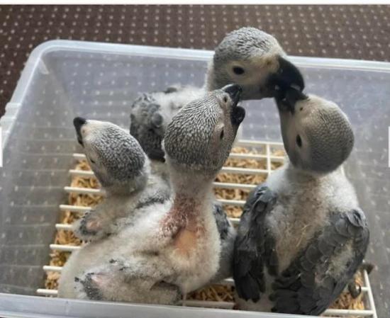 African grey chicks available