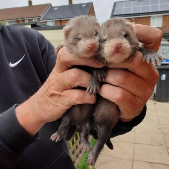 Ferrets for adoption