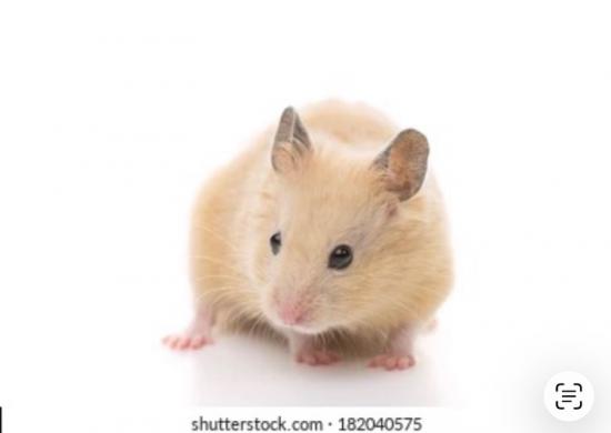 Free 1 year old male hamster