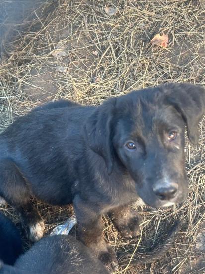 Lab border collie pupies