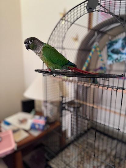 Green Cheek Conure