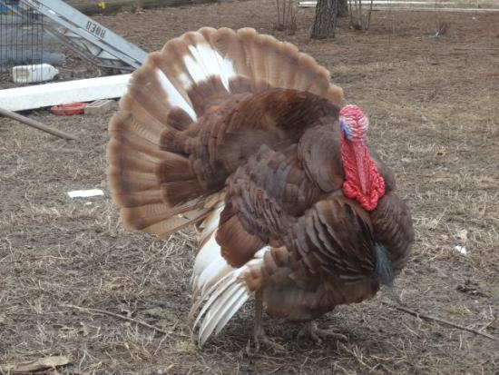BURBON TURKEYS