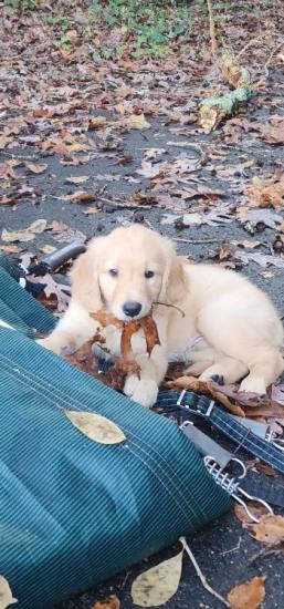 Golden Retriever Puppies