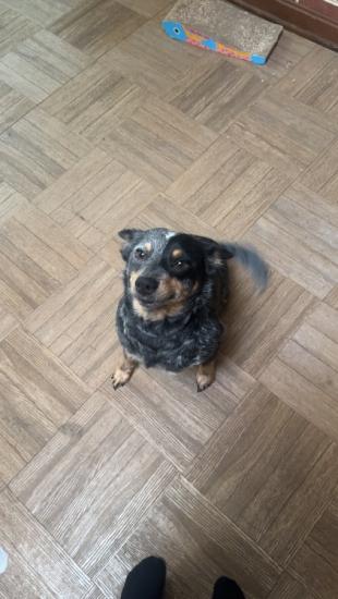 Cattle Dog/Blue Heeler 
